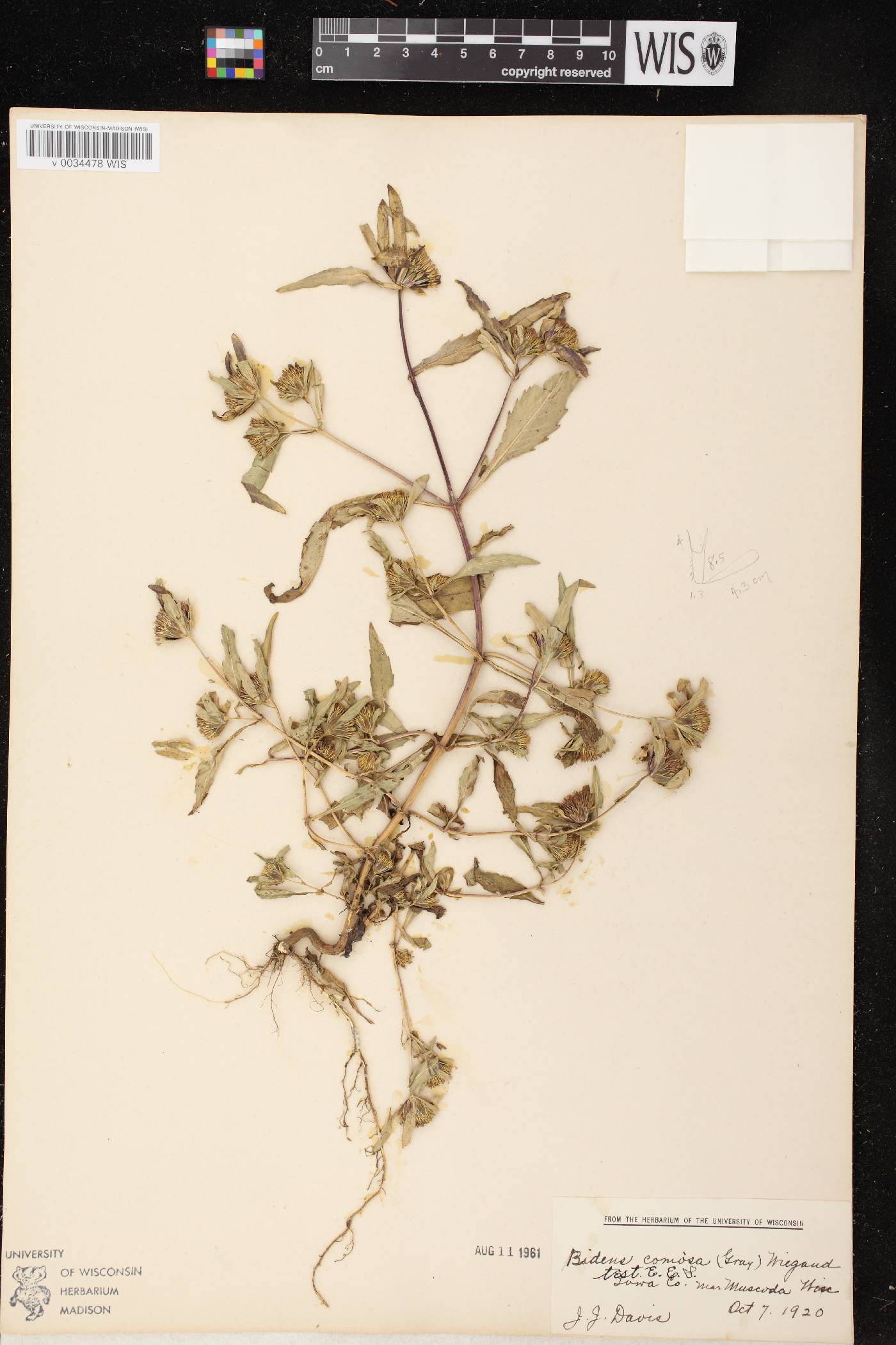 Bidens tripartita image