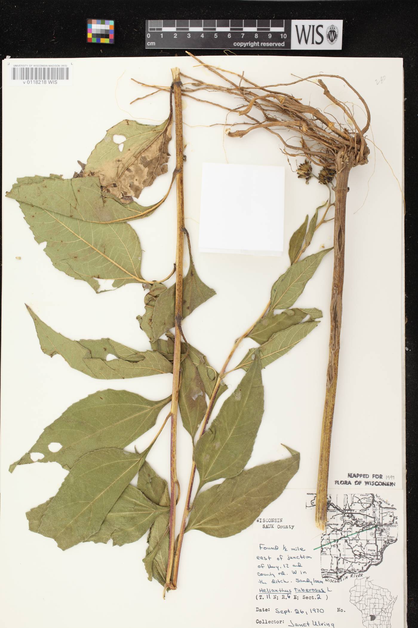 Helianthus tuberosus image