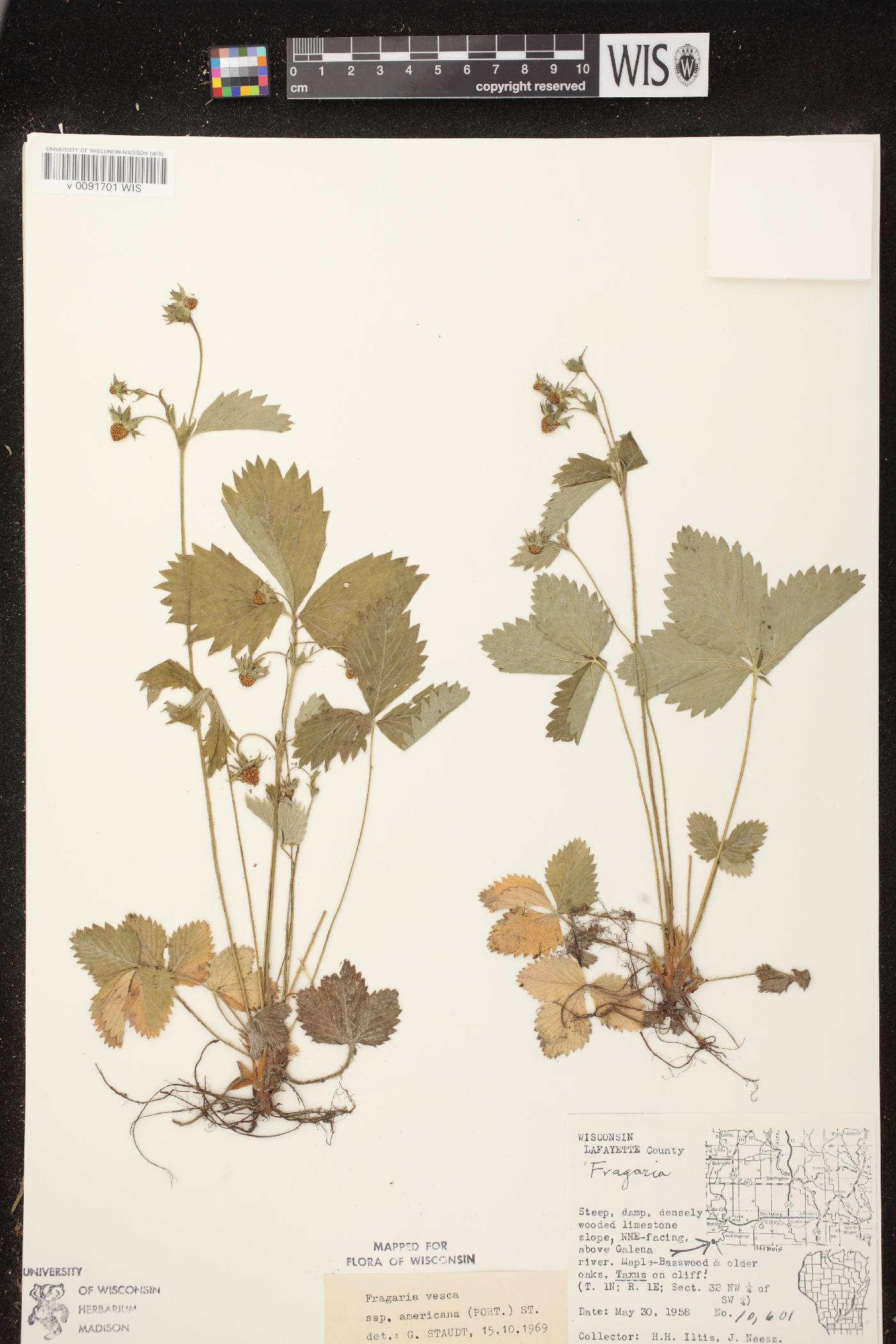Fragaria vesca subsp. americana image