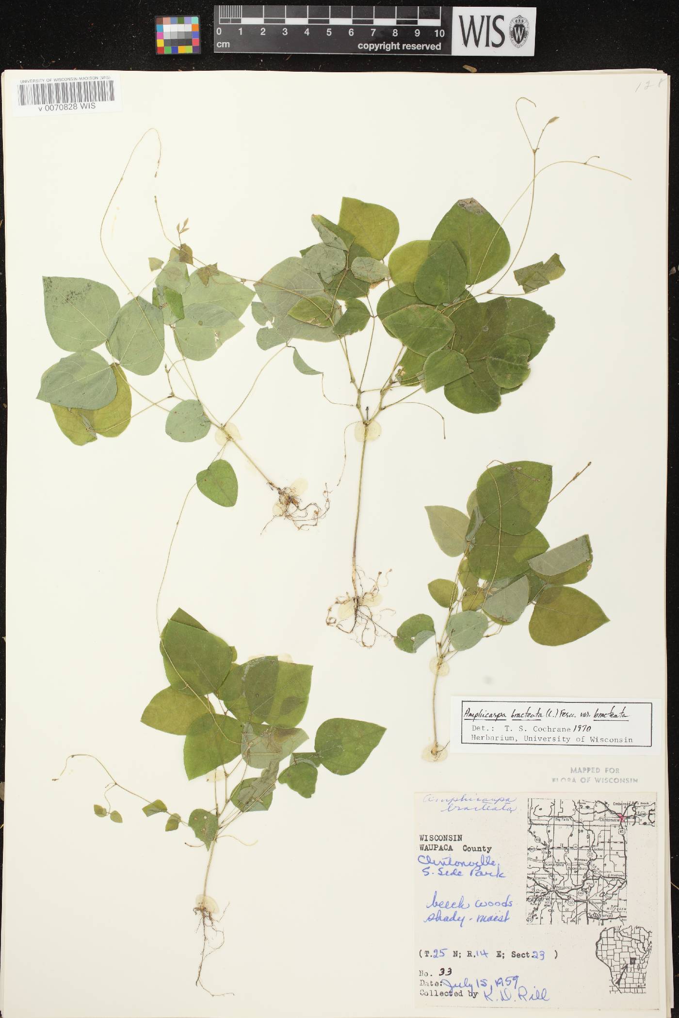 Amphicarpaea bracteata image