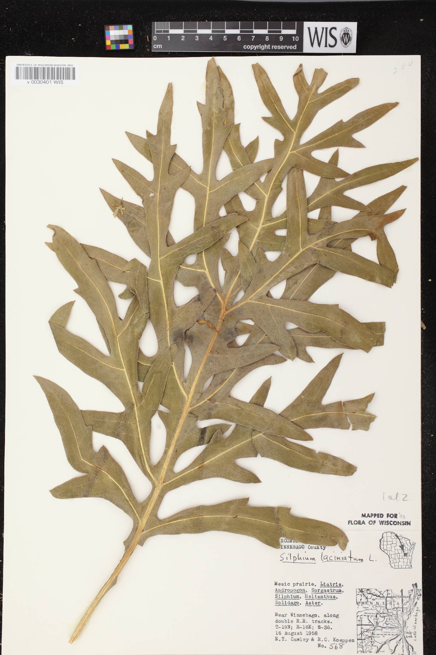 Silphium laciniatum image