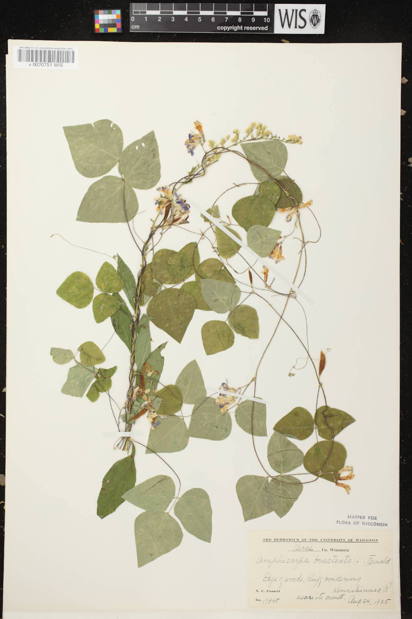 Amphicarpaea bracteata image