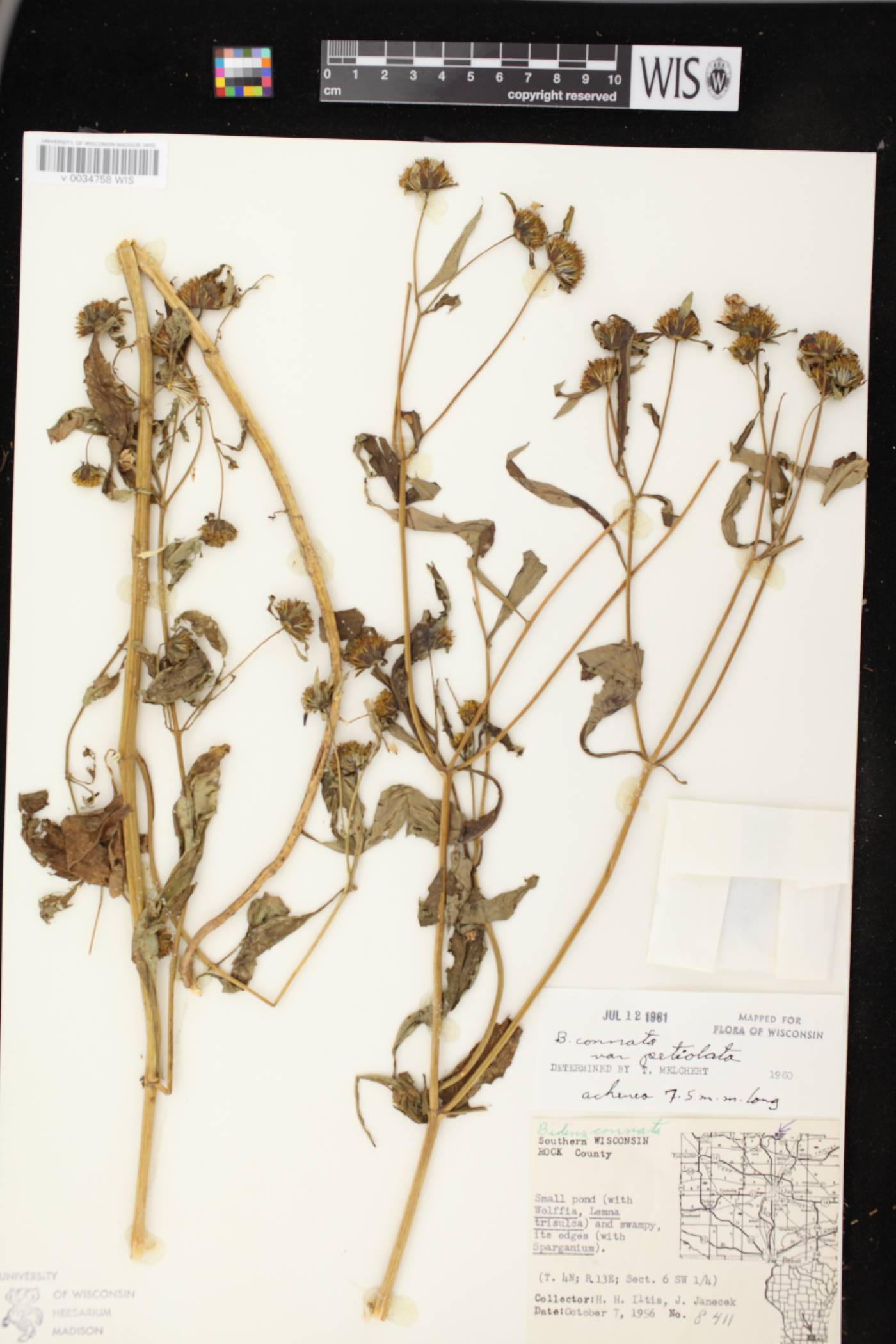 Bidens connata image