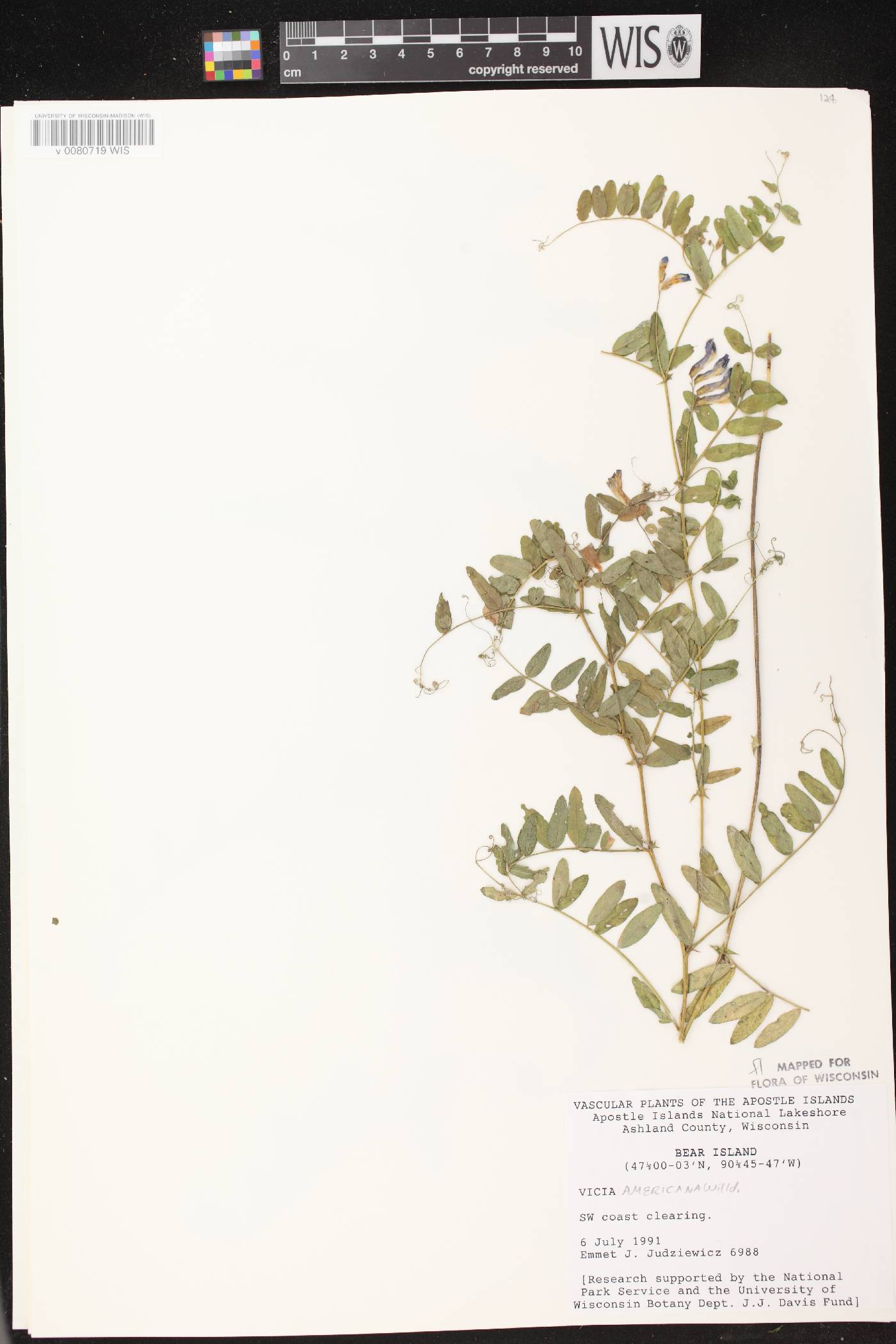 Vicia americana image