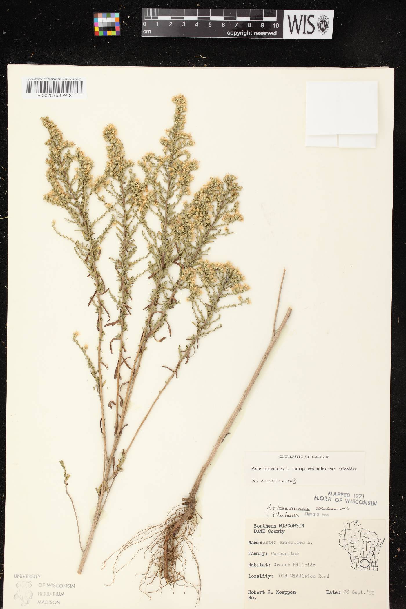 Symphyotrichum ericoides image