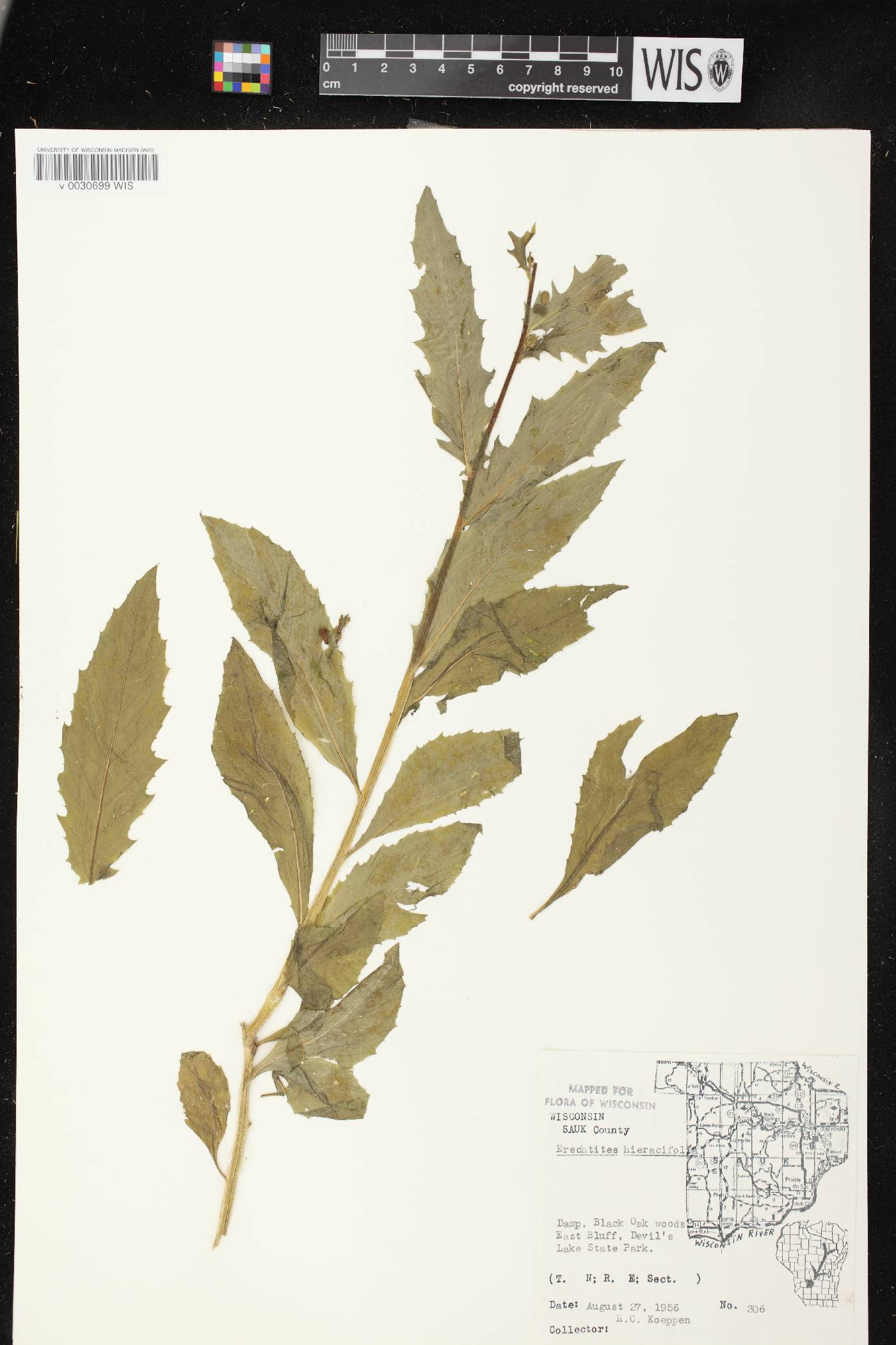 Erechtites hieracifolius image