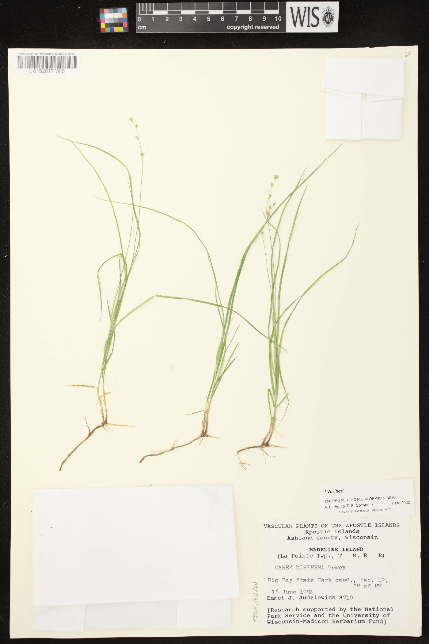 Carex disperma image