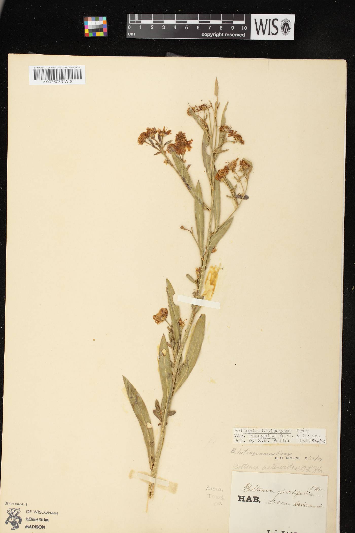 Boltonia asteroides var. recognita image