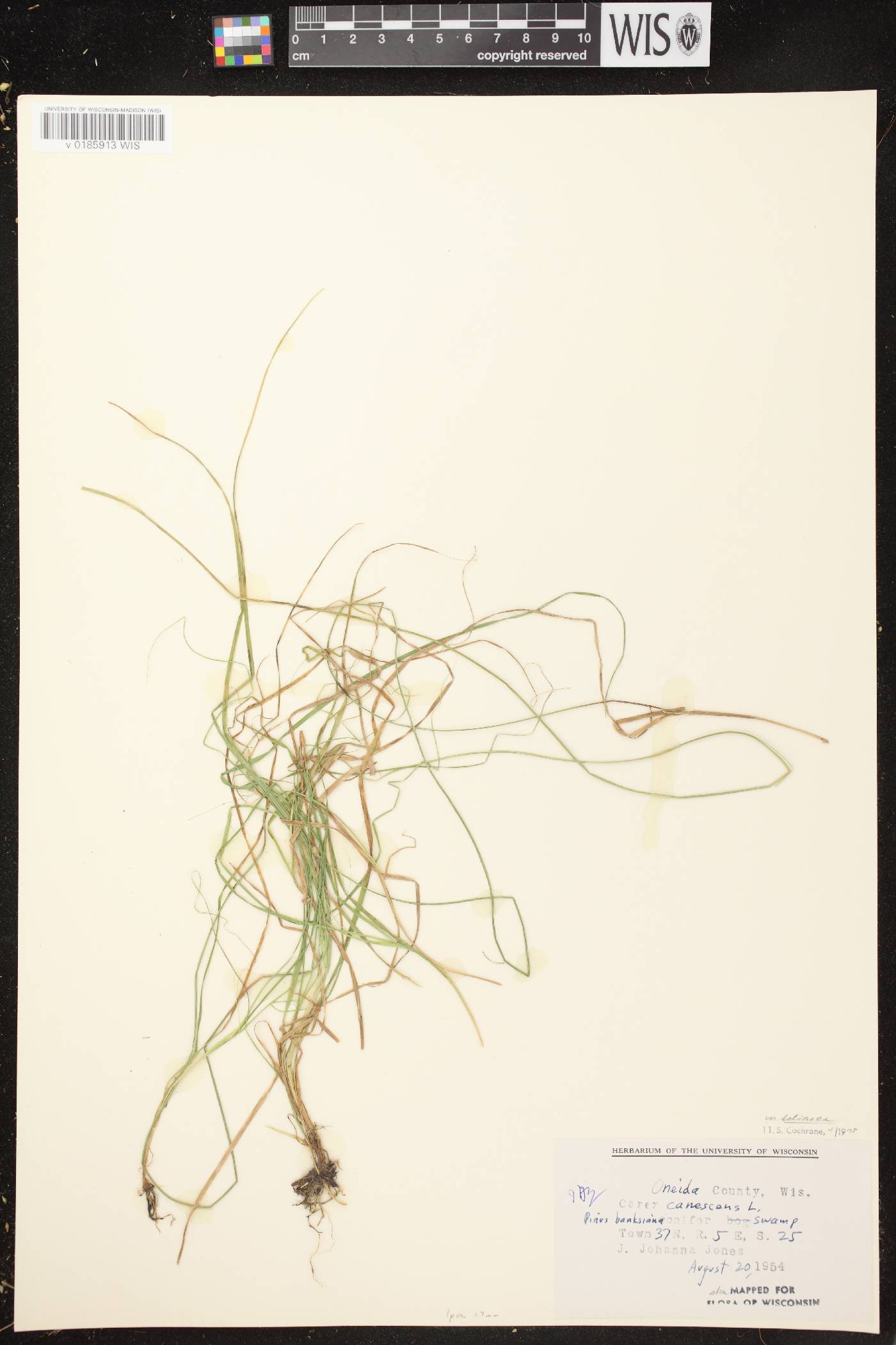Carex canescens image