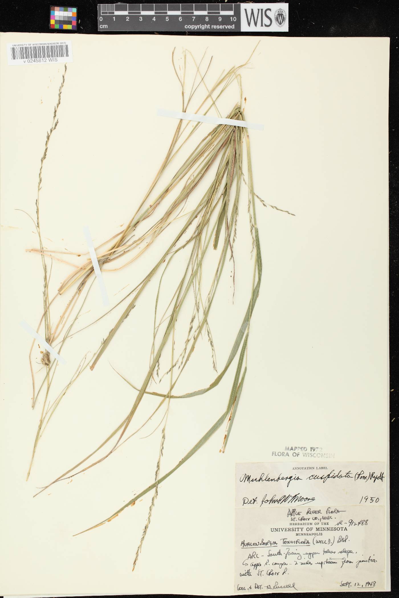 Muhlenbergia cuspidata image