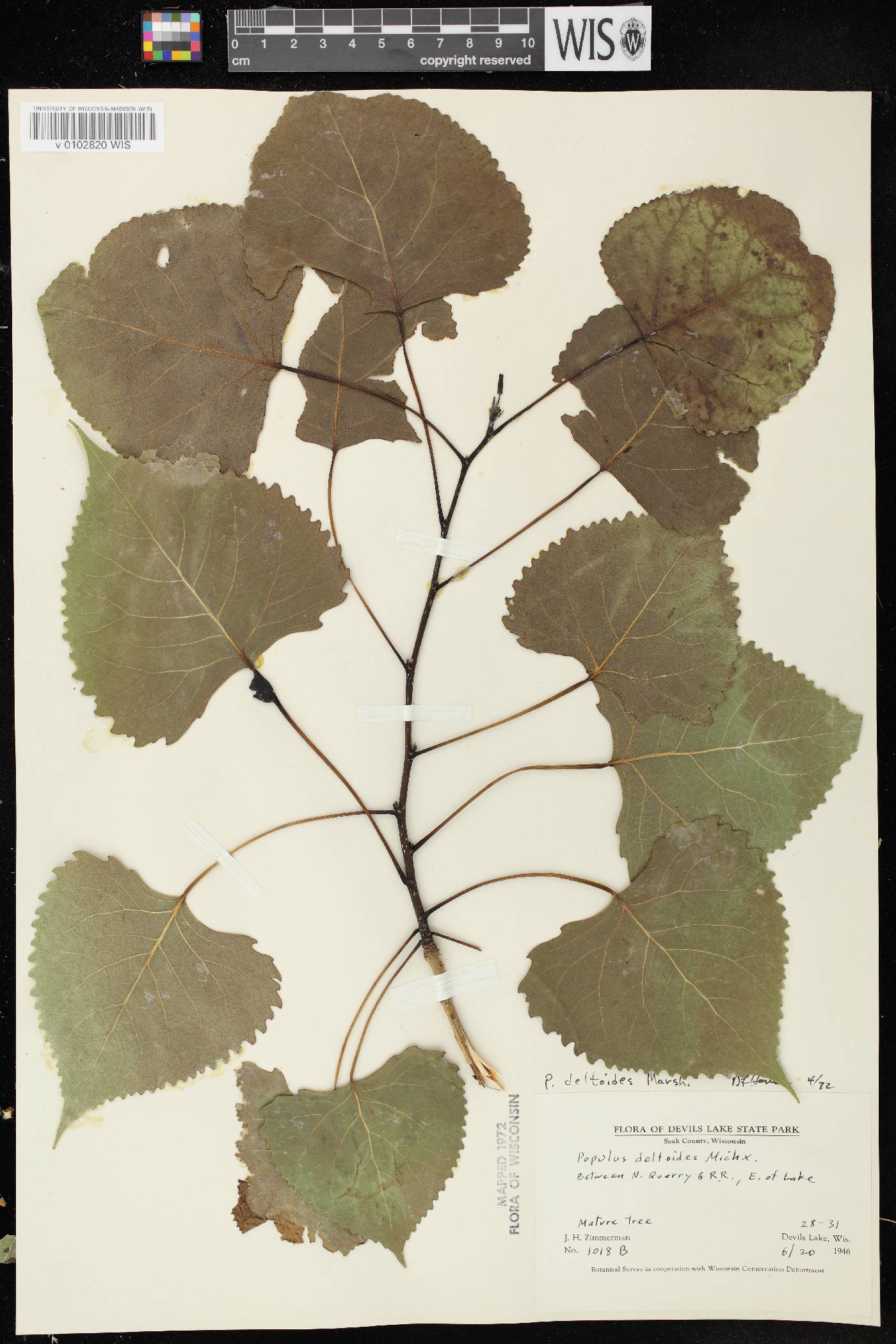 Populus deltoides image