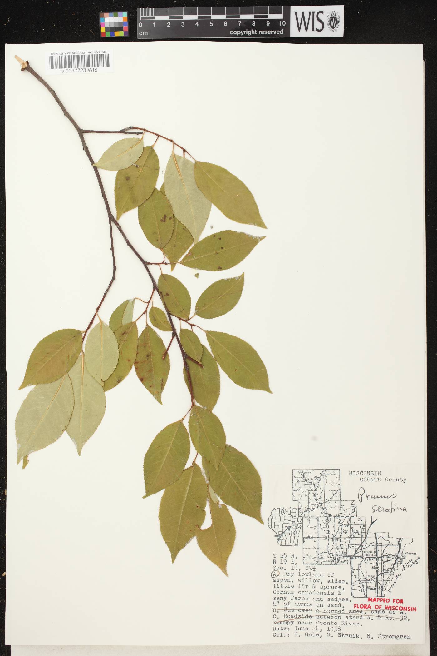 Prunus serotina var. serotina image