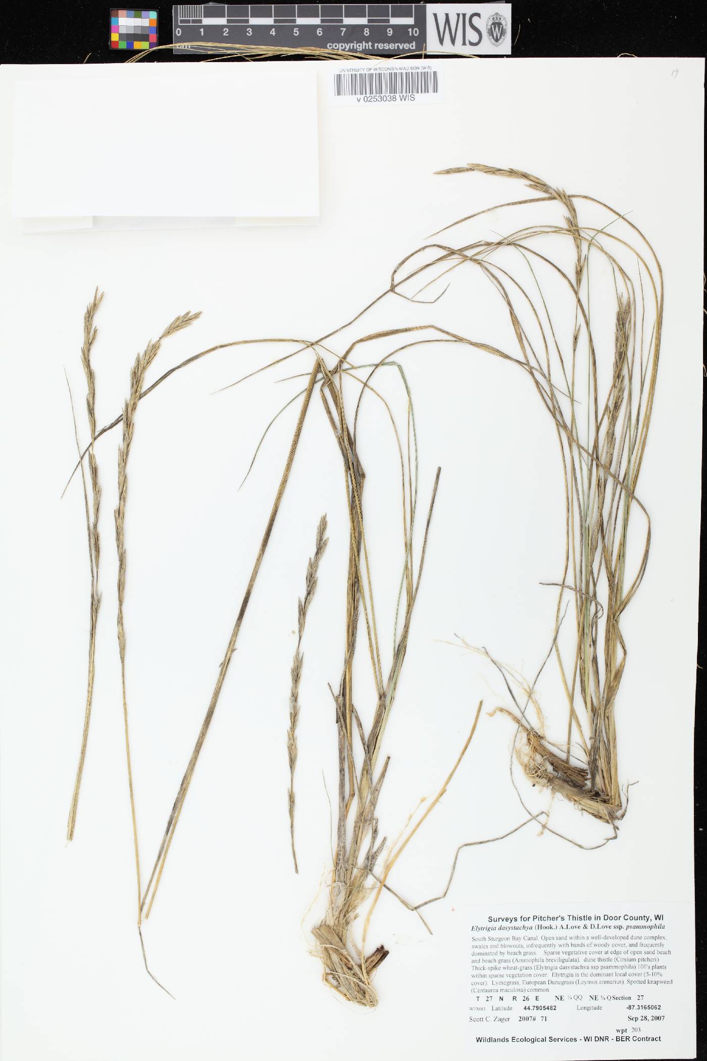 Elymus lanceolatus image