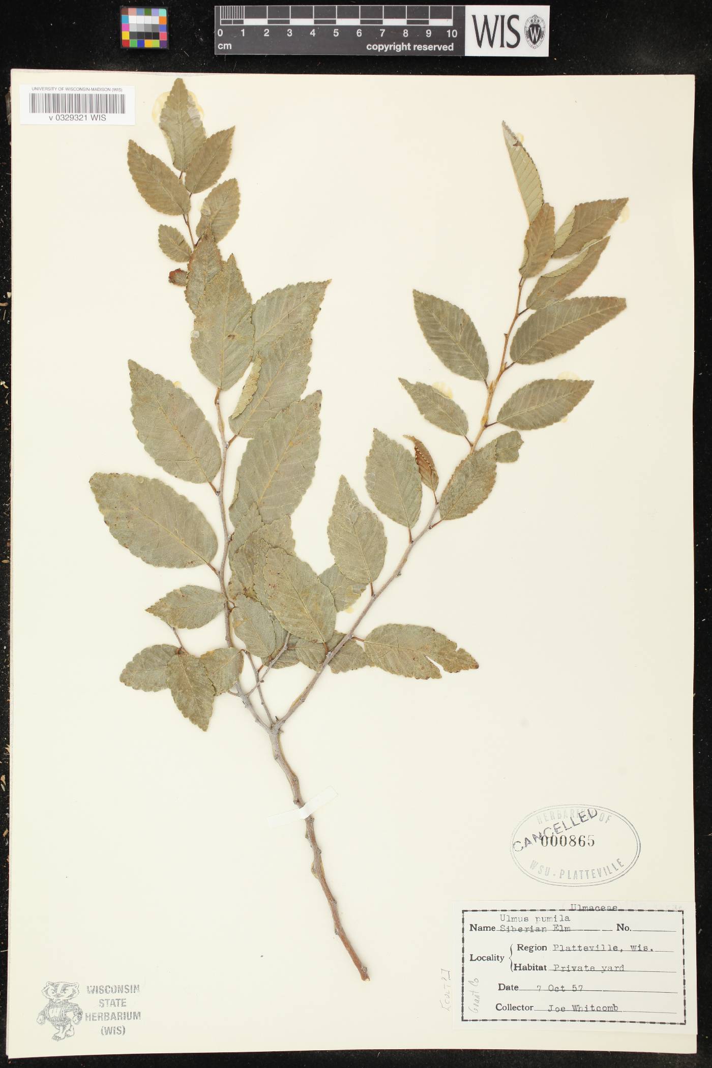 Ulmus pumila image