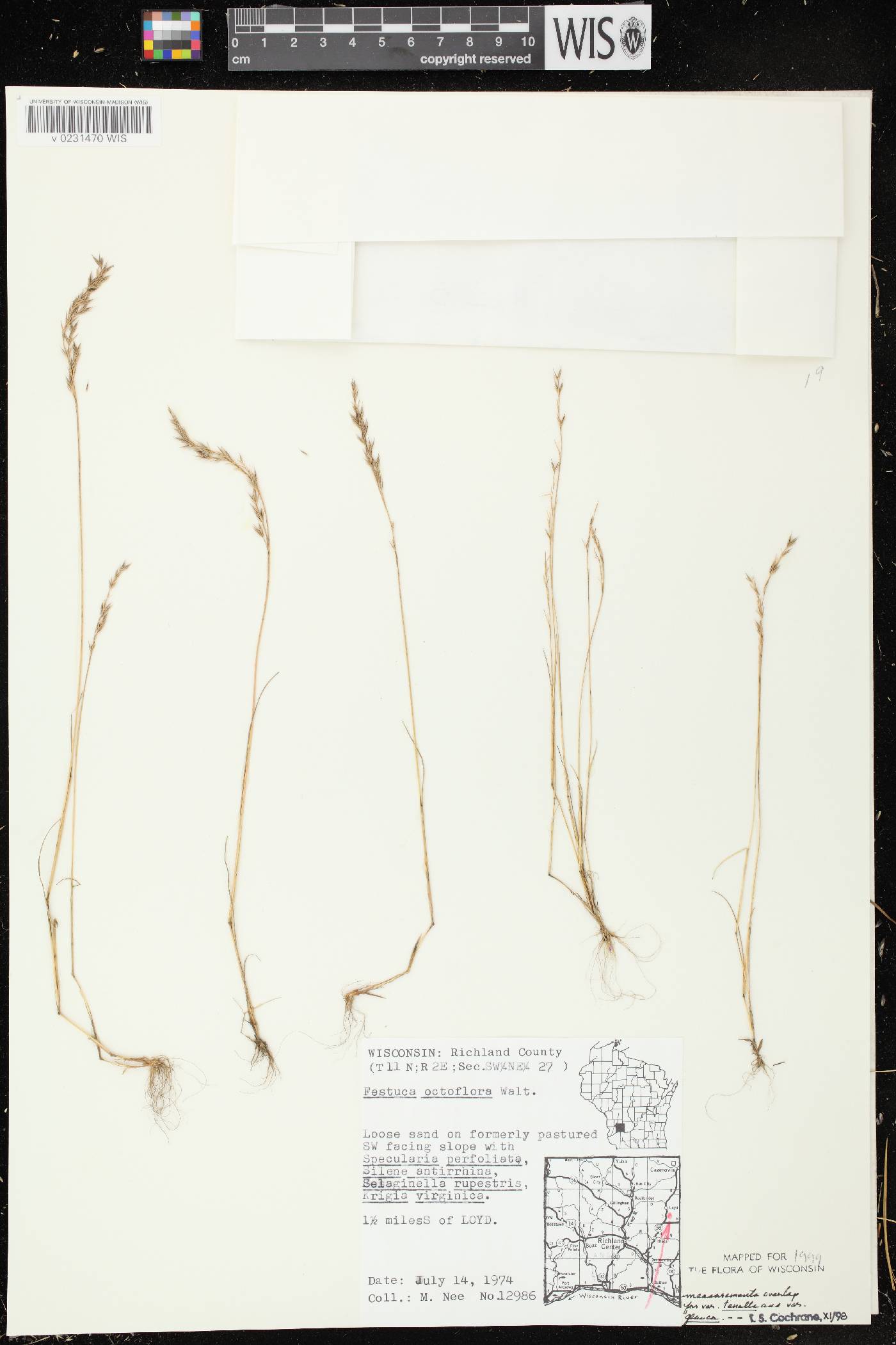 Festuca octoflora image