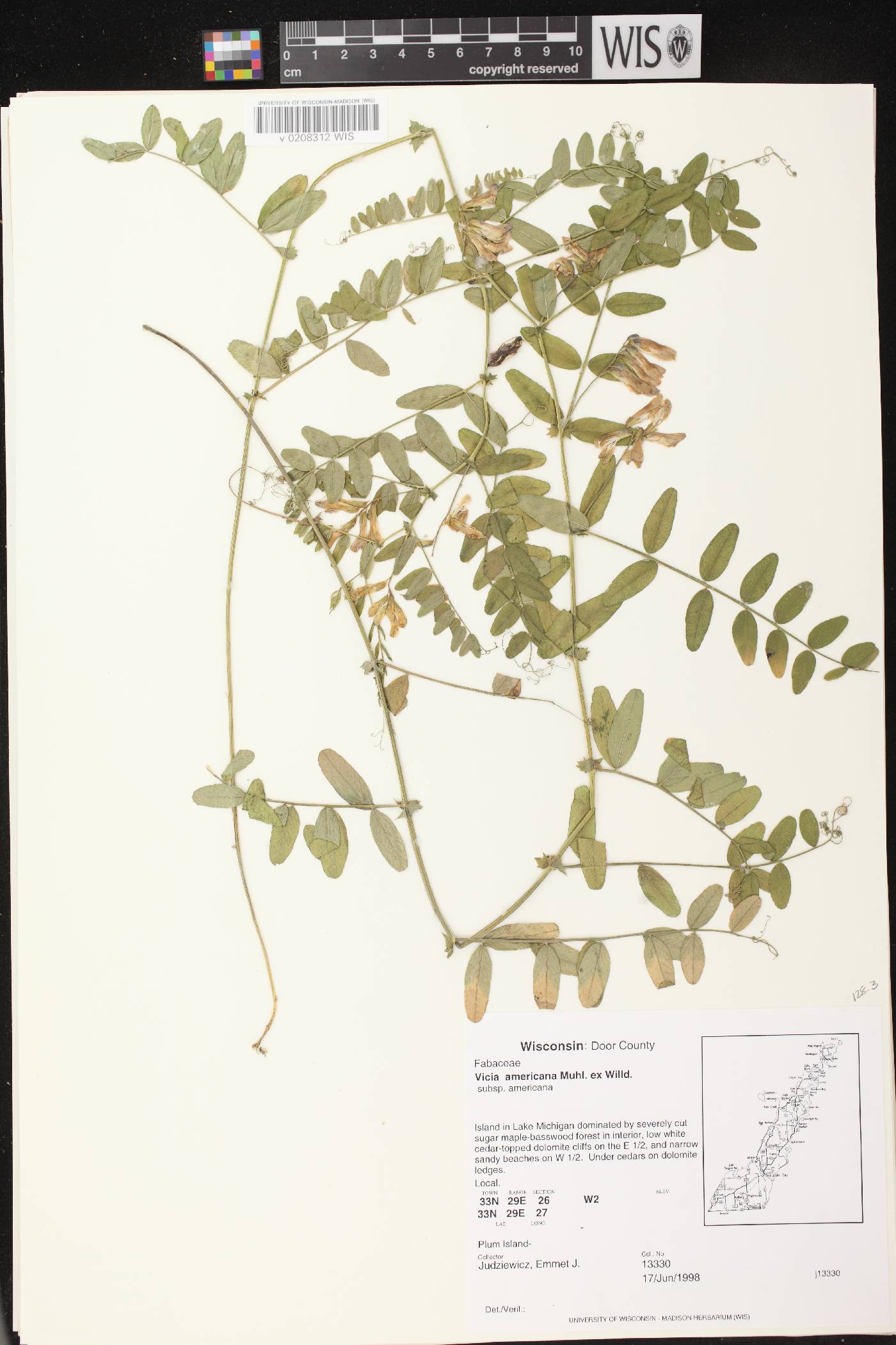 Vicia americana subsp. americana image