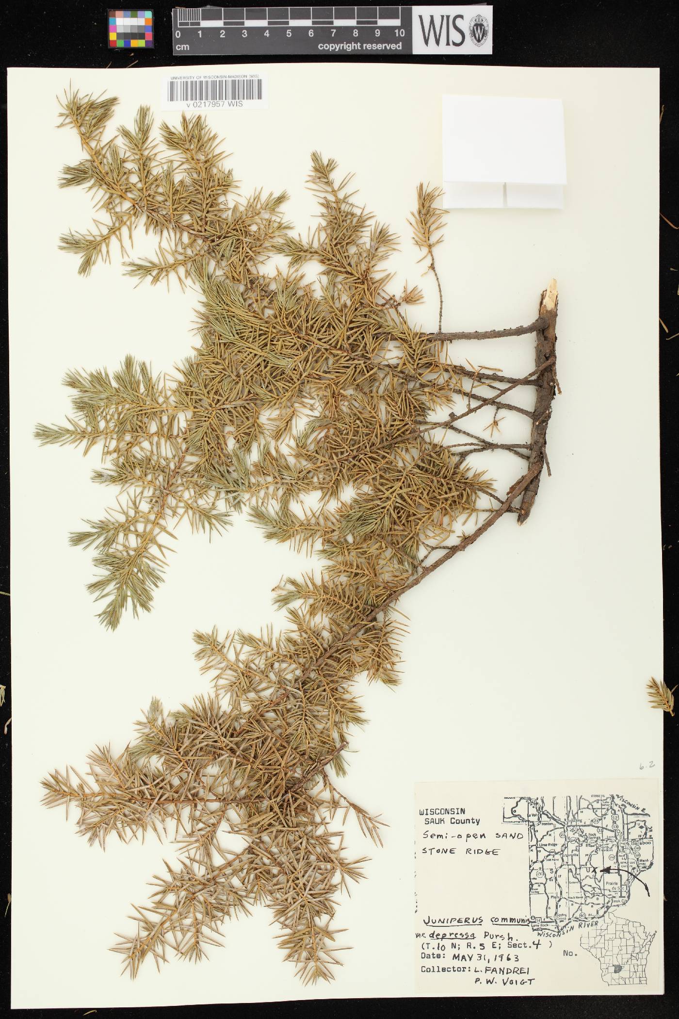 Juniperus communis var. depressa image