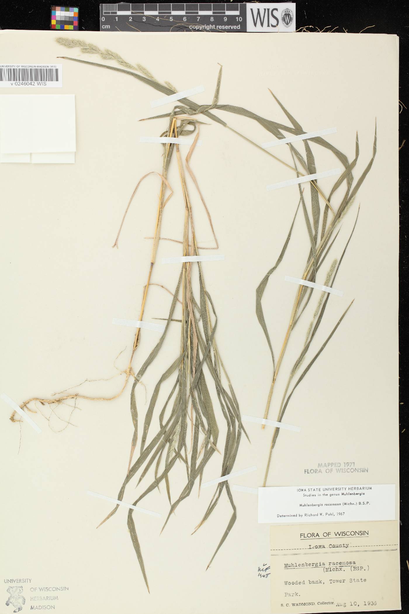 Muhlenbergia racemosa image