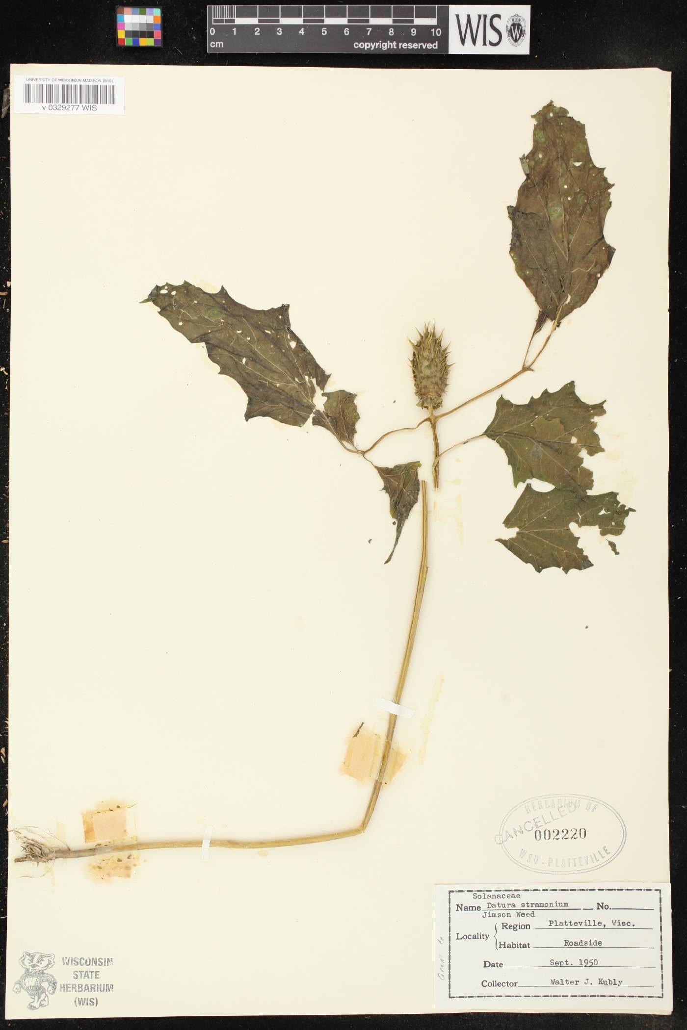 Datura stramonium image
