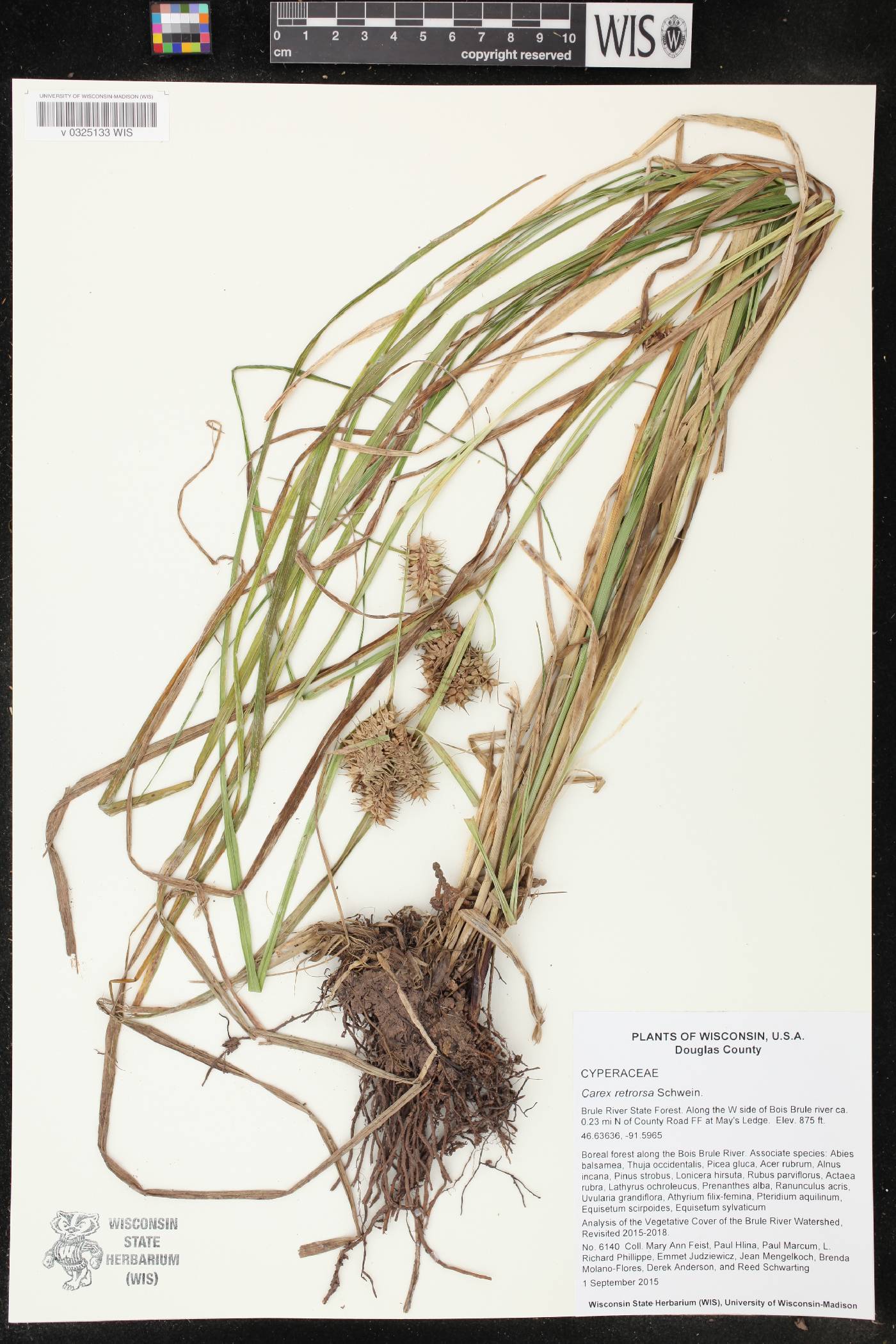 Carex retrorsa image