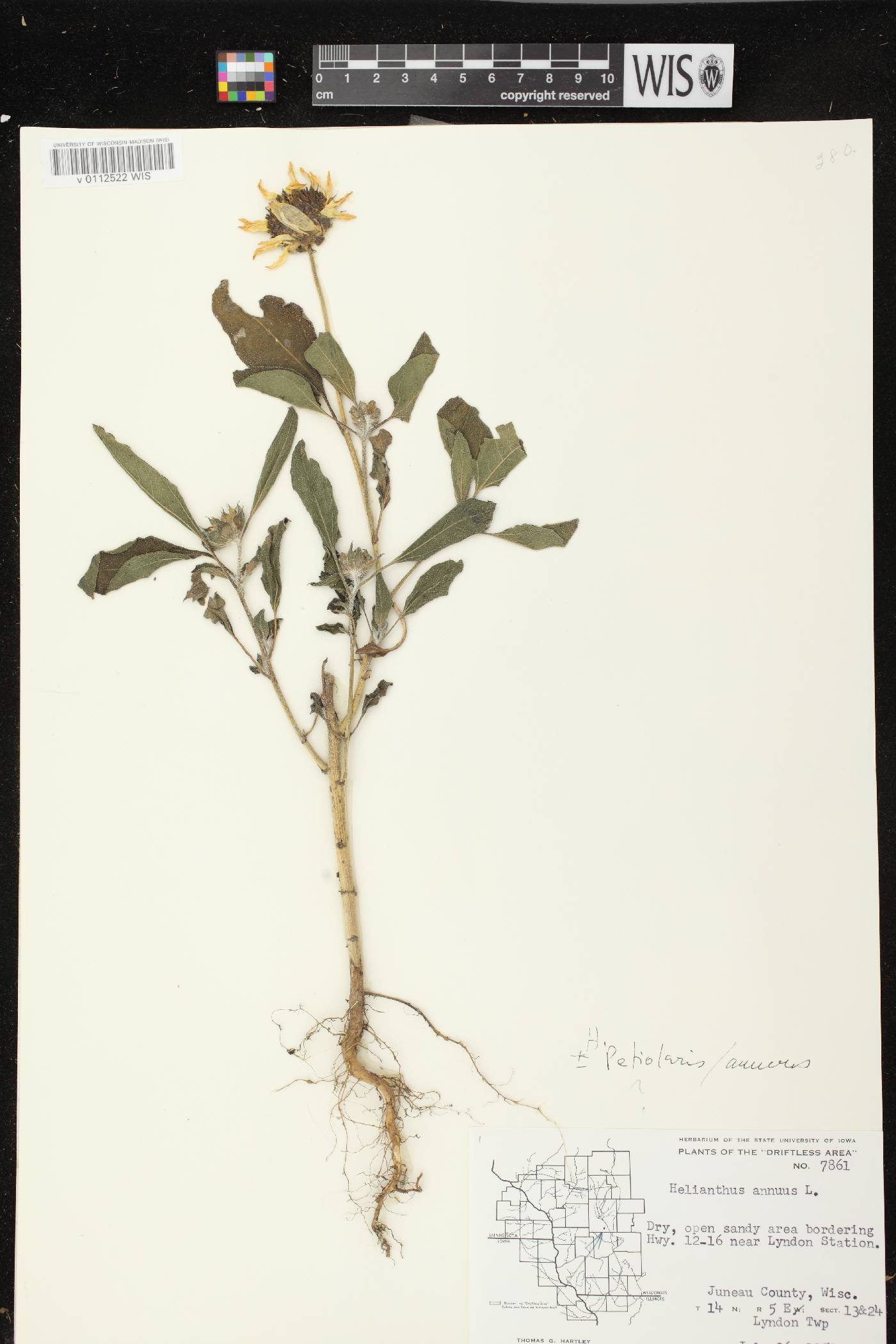 Helianthus annuus image