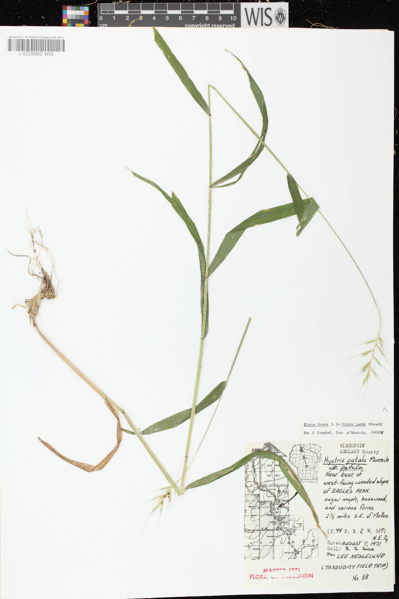 Elymus hystrix var. hystrix image