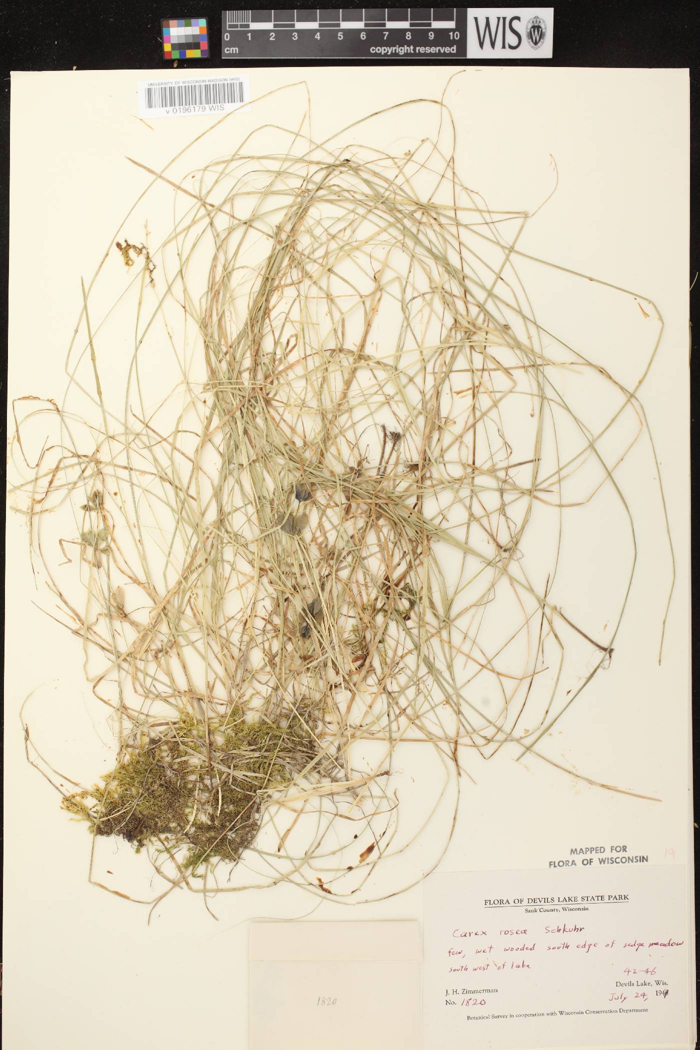Carex radiata image