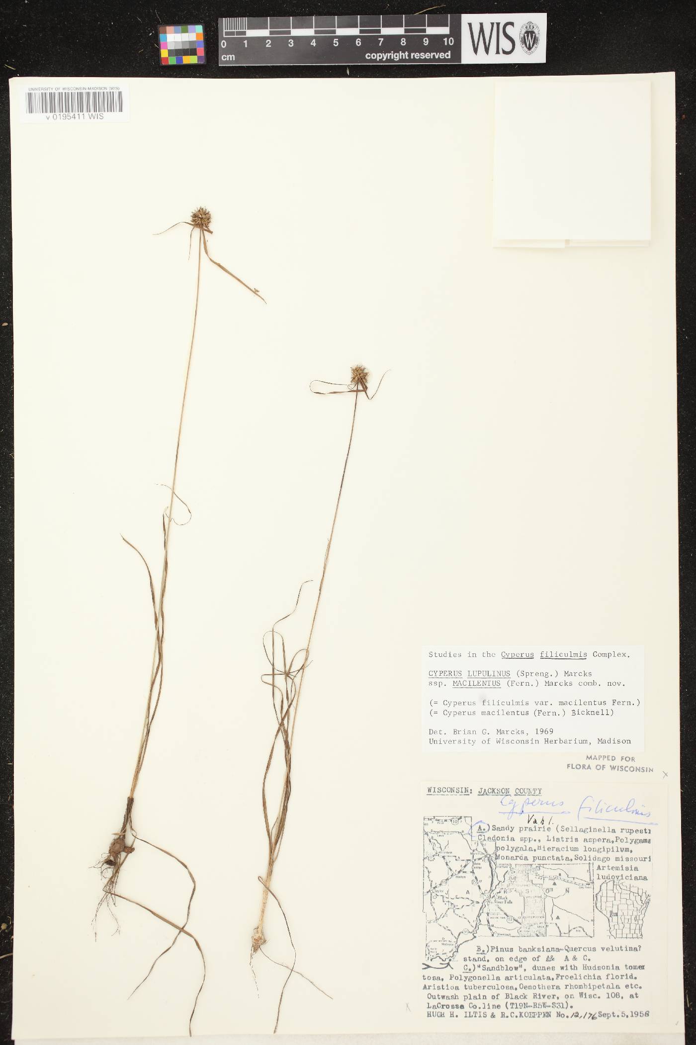 Cyperus lupulinus subsp. macilentus image