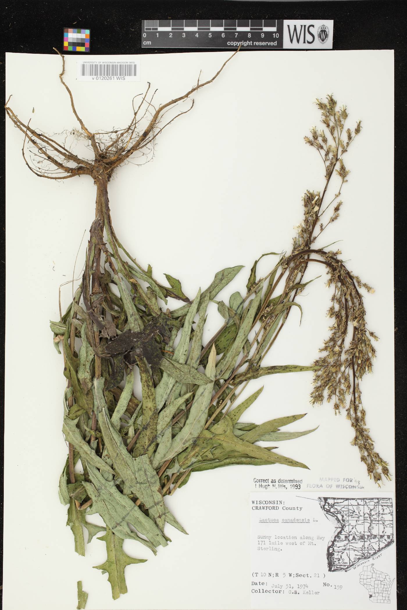 Lactuca canadensis image