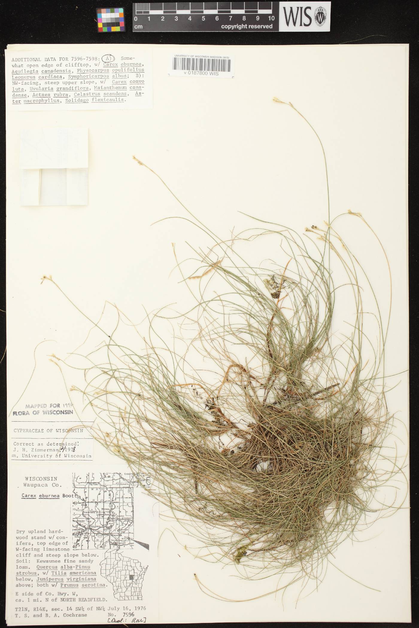 Carex eburnea image