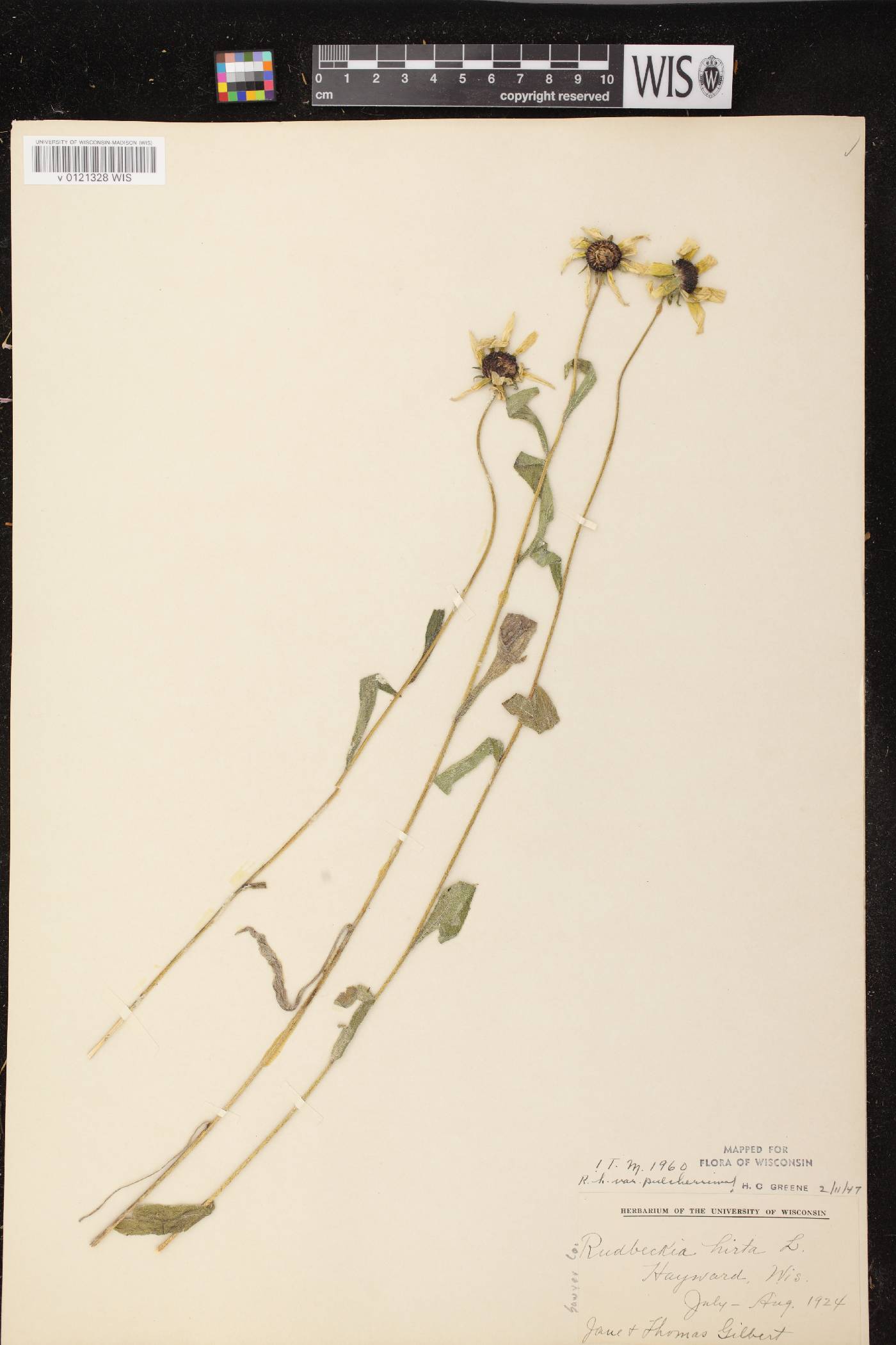 Rudbeckia hirta image