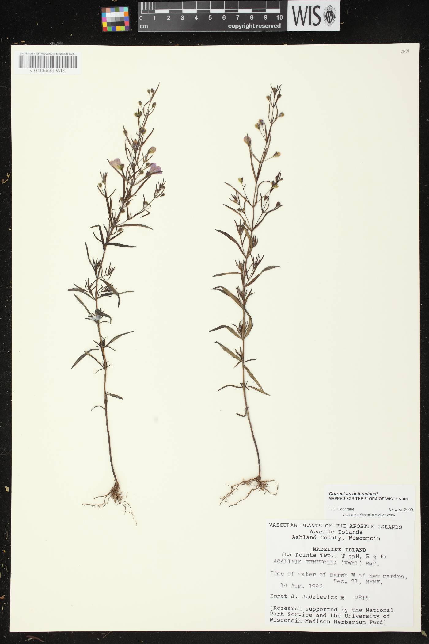 Agalinis tenuifolia image