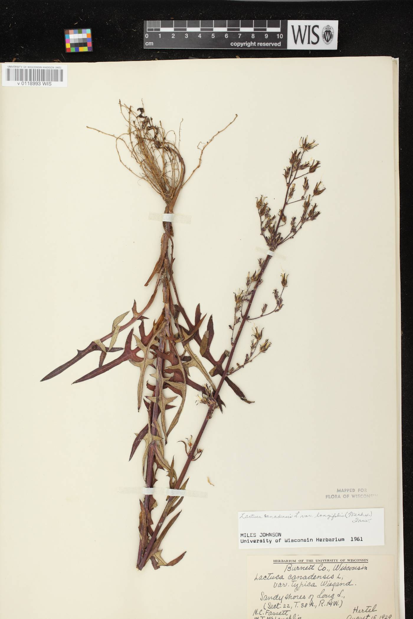 Lactuca canadensis image