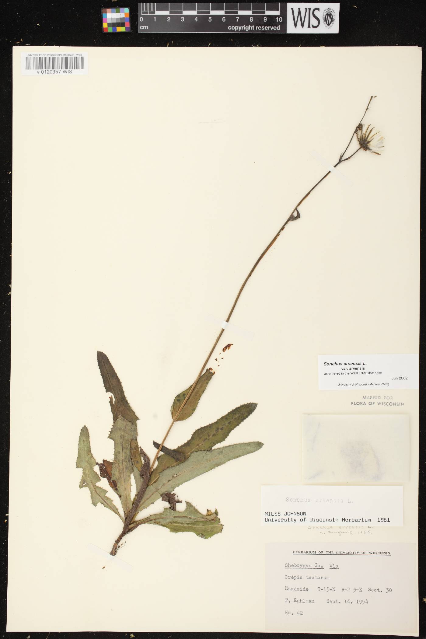 Sonchus arvensis image