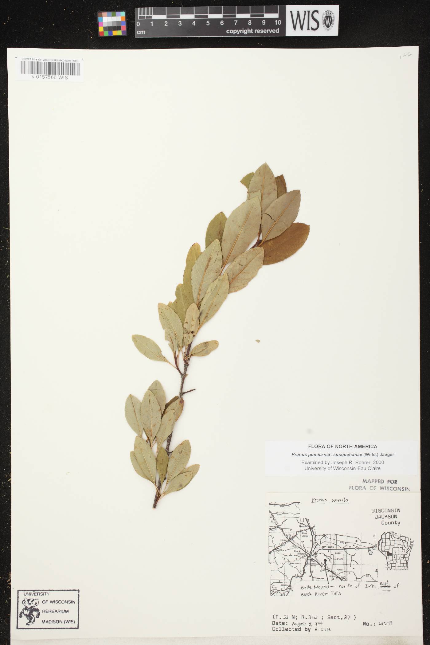 Prunus pumila image