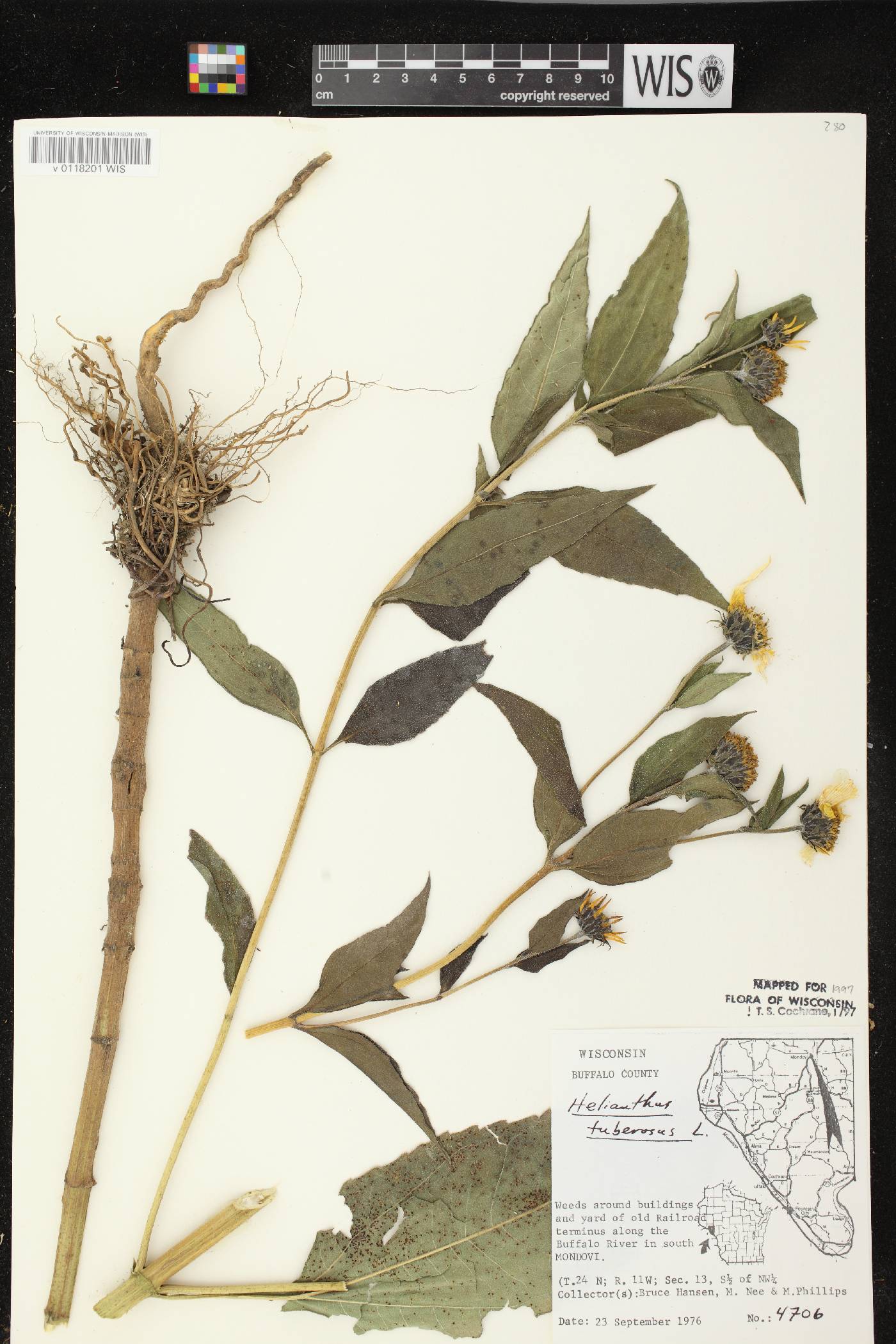 Helianthus tuberosus image
