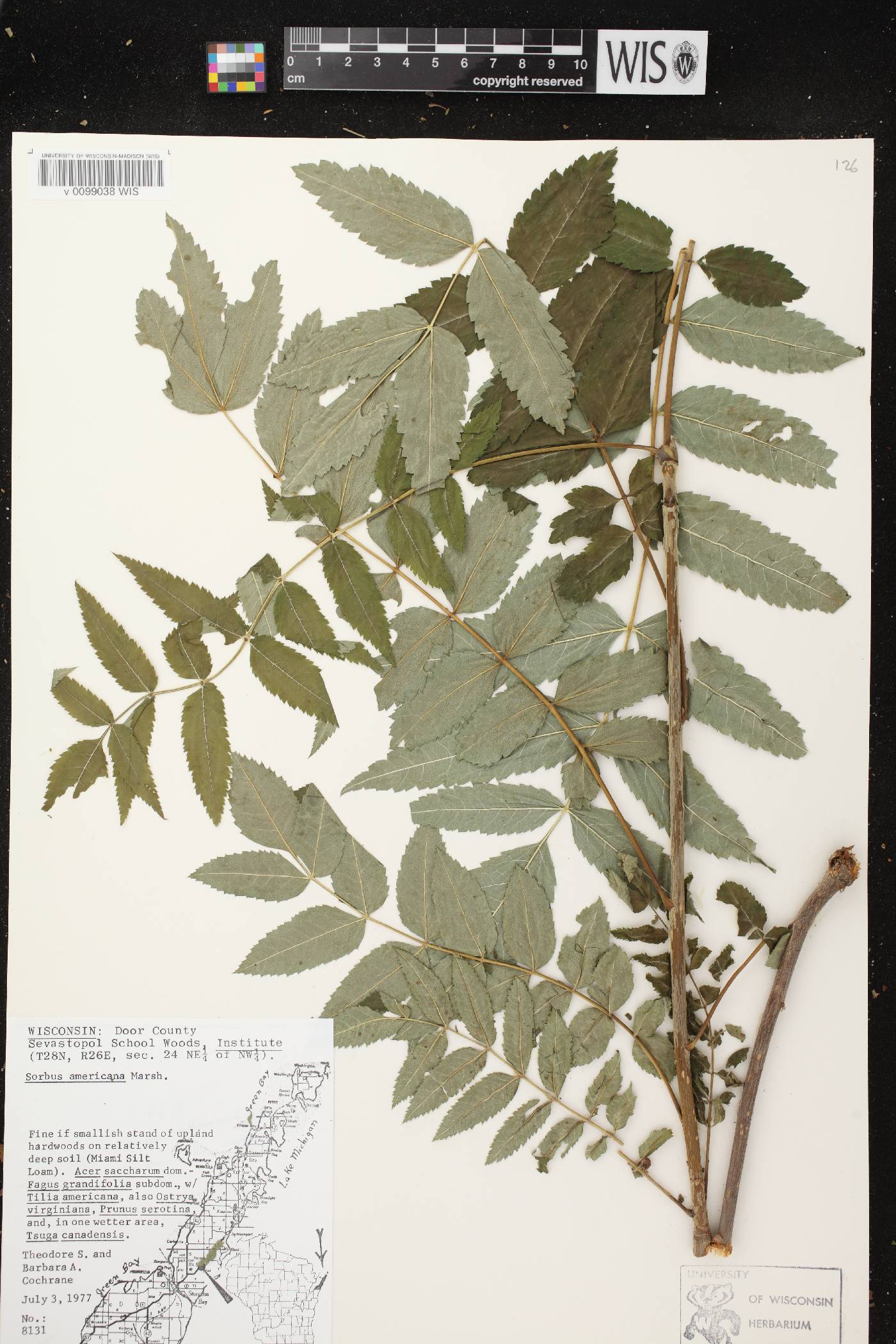 Sorbus americana image