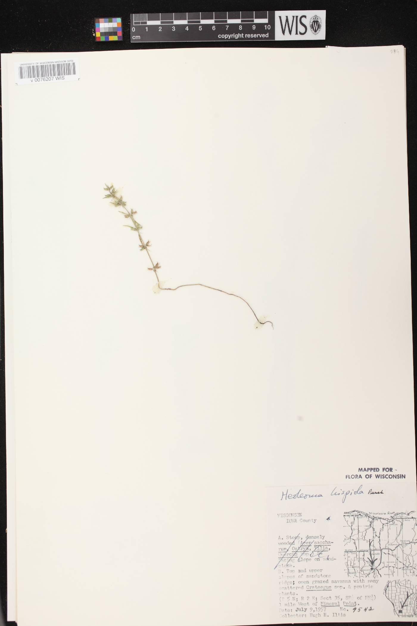 Hedeoma hispida image
