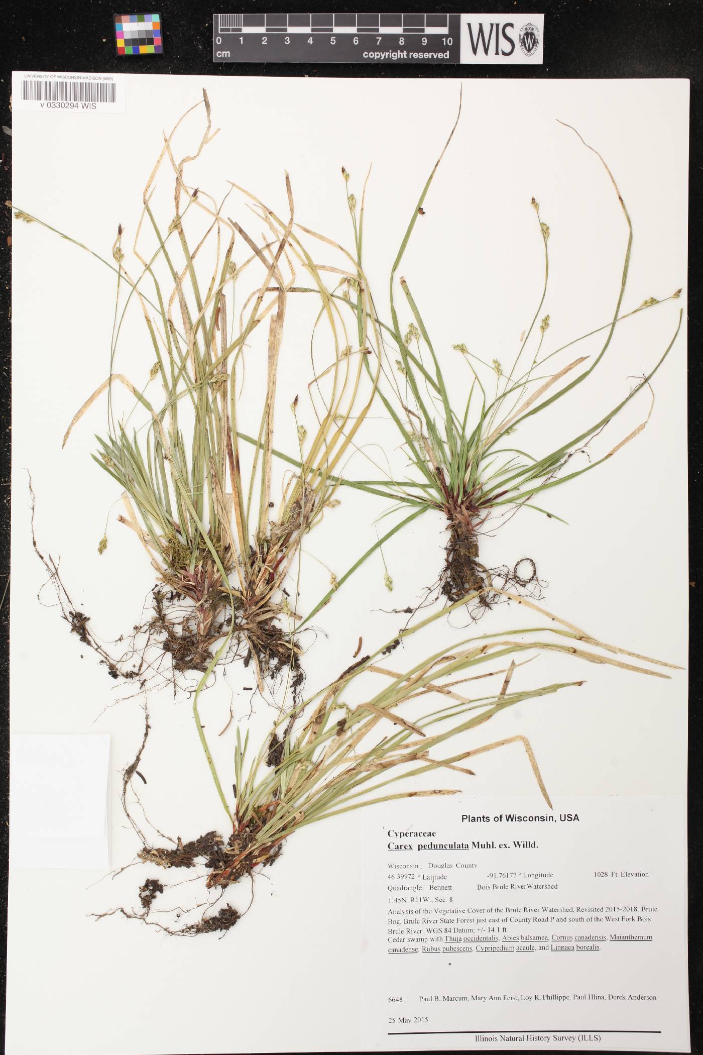 Carex pedunculata image