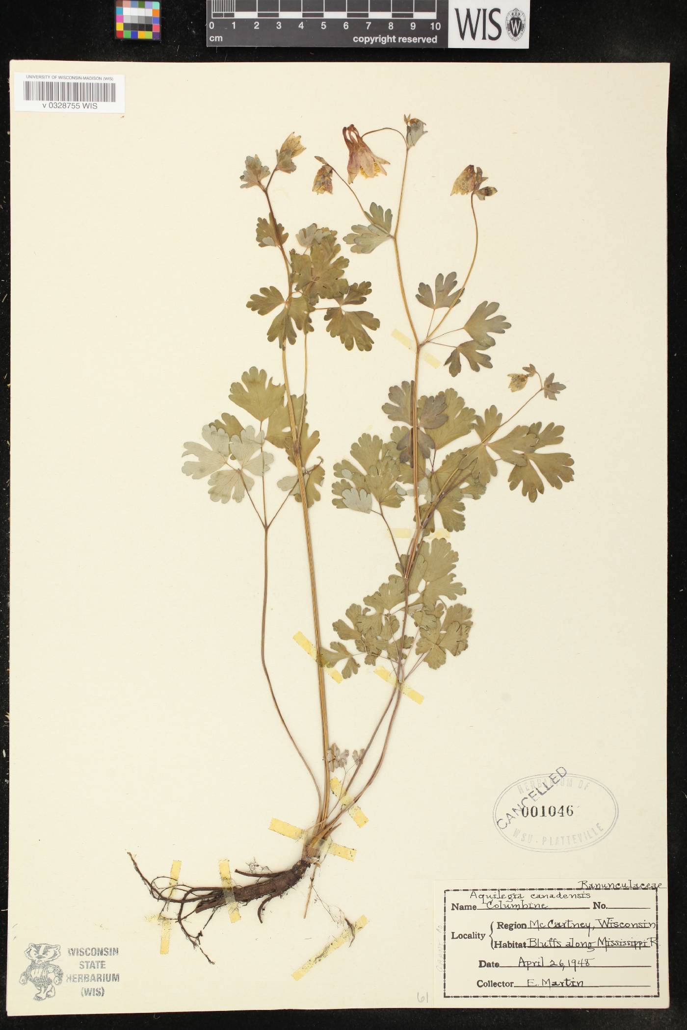 Aquilegia canadensis image