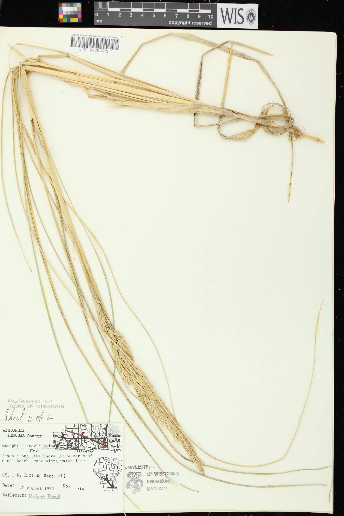 Ammophila breviligulata image