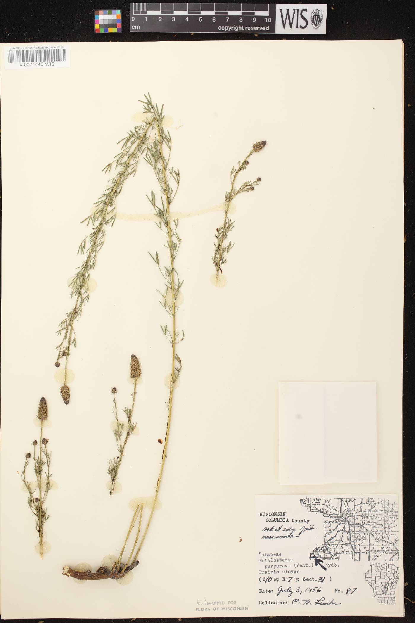 Dalea purpurea var. purpurea image