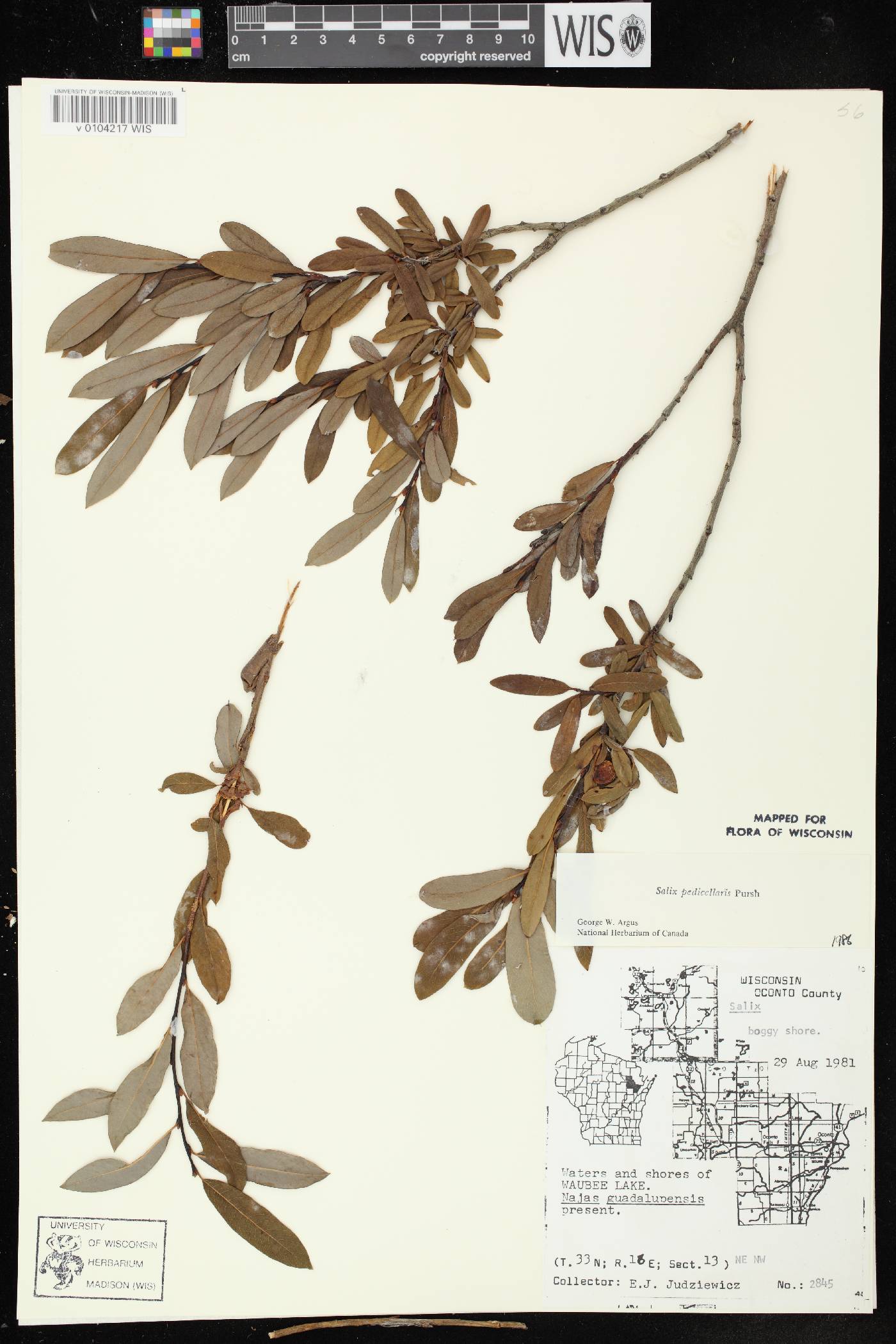 Salix pedicellaris image