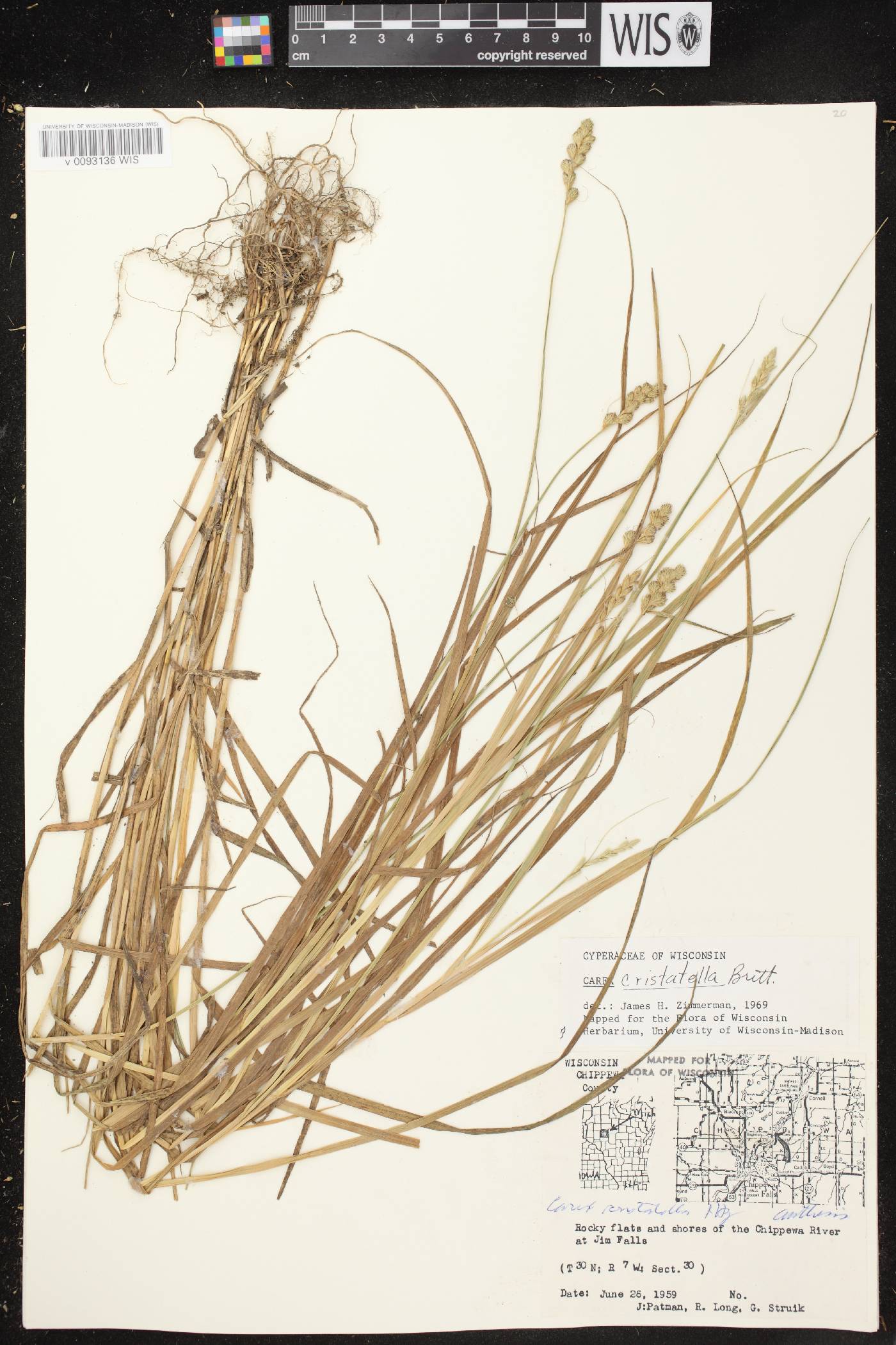 Carex cristatella image