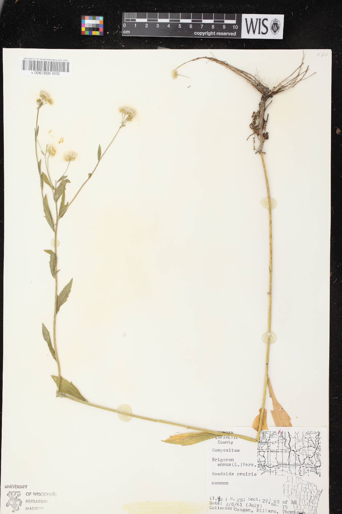 Erigeron annuus image