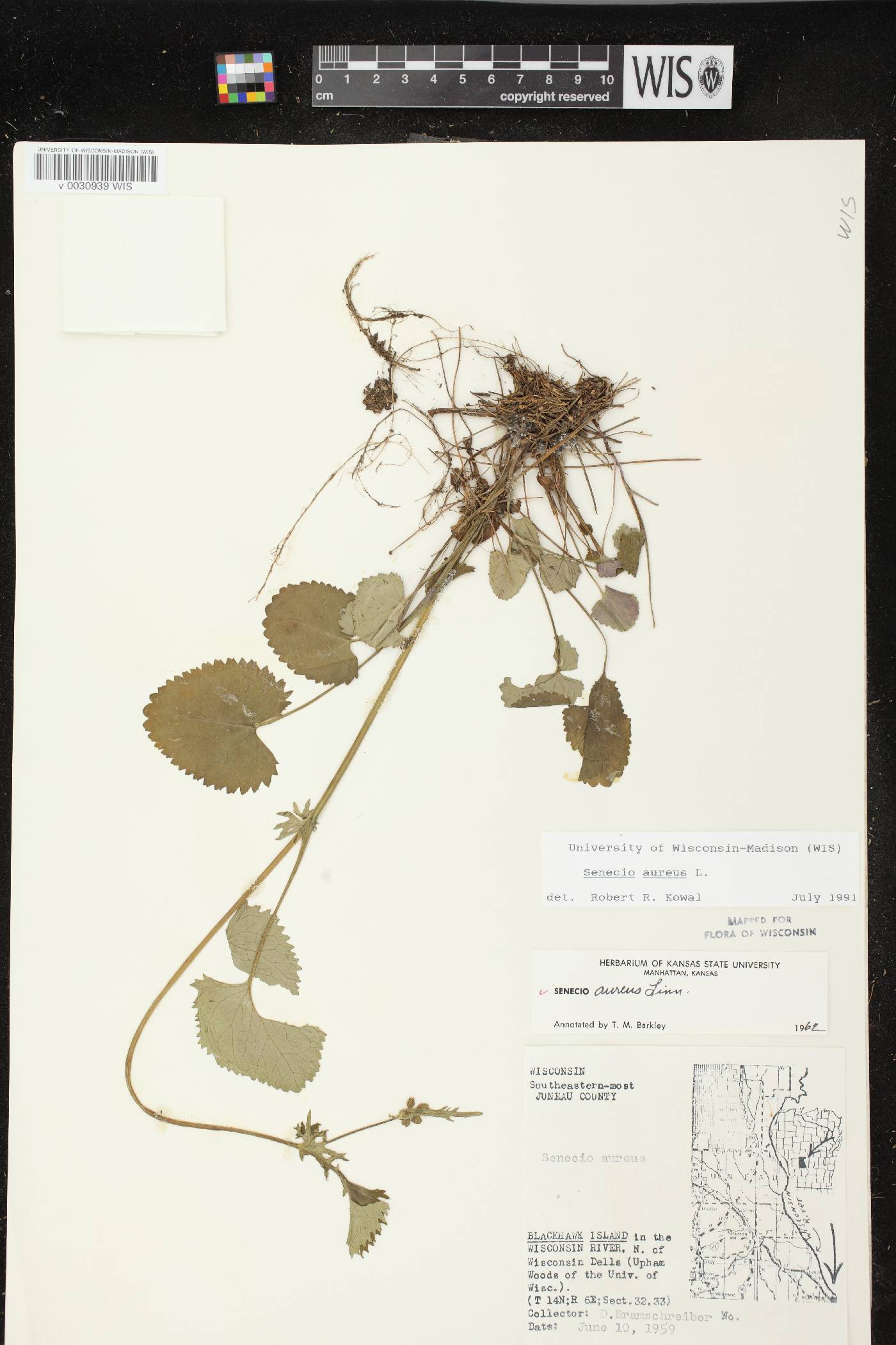 Packera aurea image