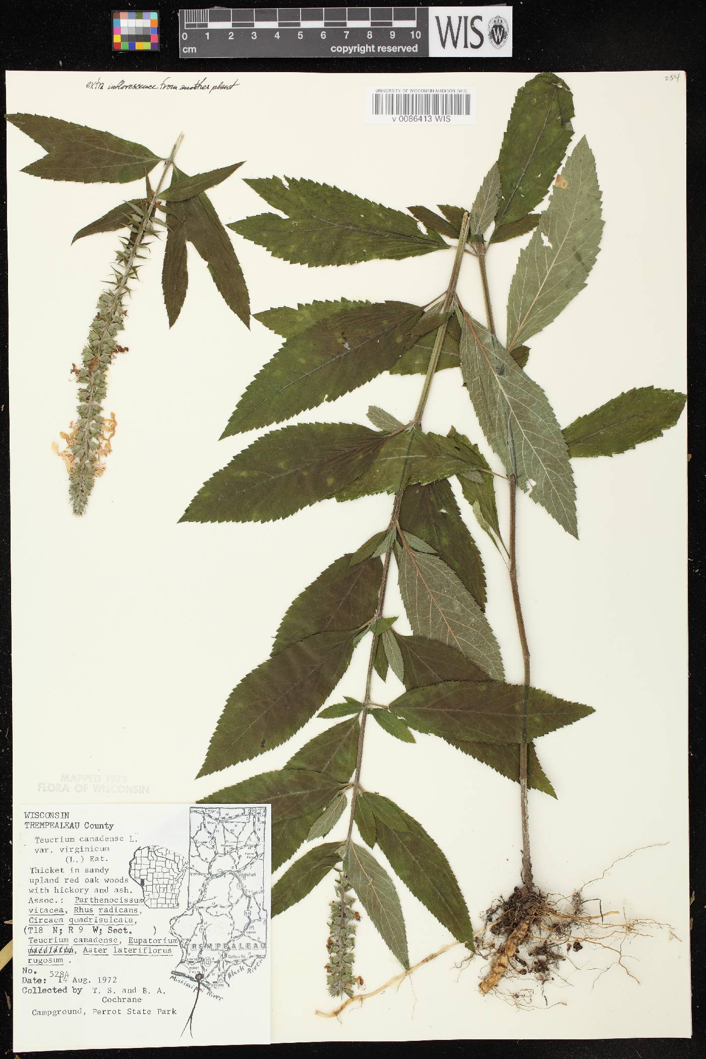 Teucrium canadense var. virginicum image