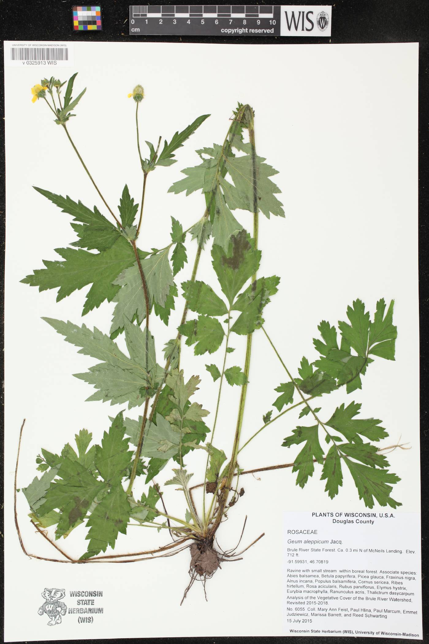 Geum aleppicum image
