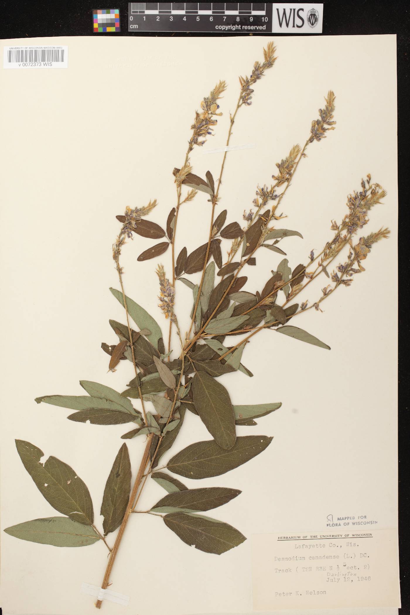 Desmodium canadense image
