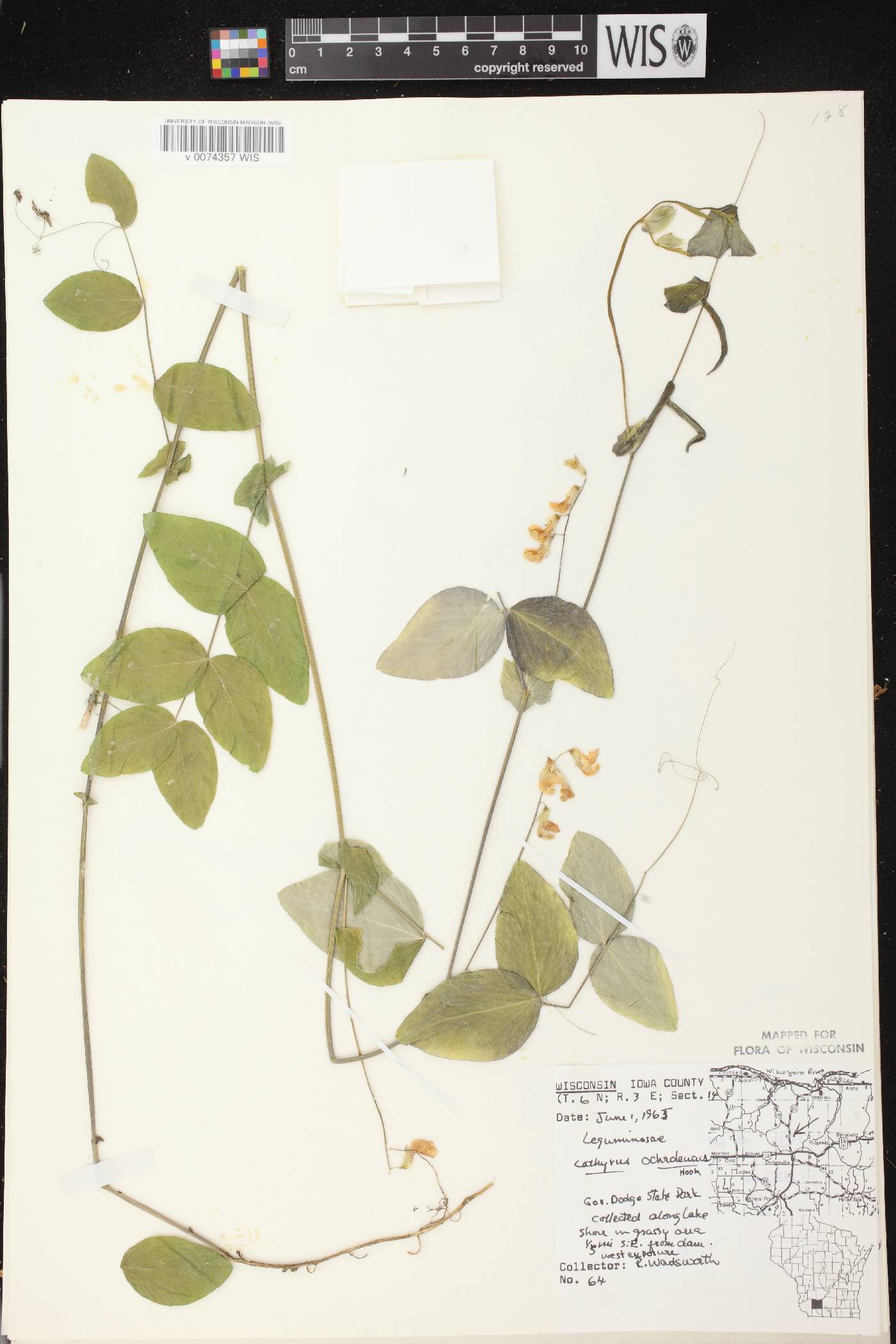 Lathyrus ochroleucus image